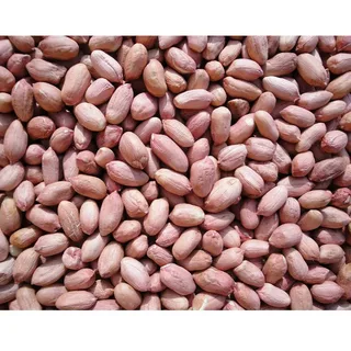 Premium Groundnut Exporter in Malaysia for Importers 