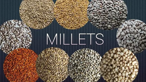 Top Millets Supplier in Malaysia – Quality You Can Trust 
